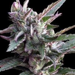 nasiona marihuany Thai Chi