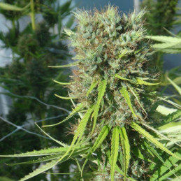nasiona marihuany Zamal Bliss