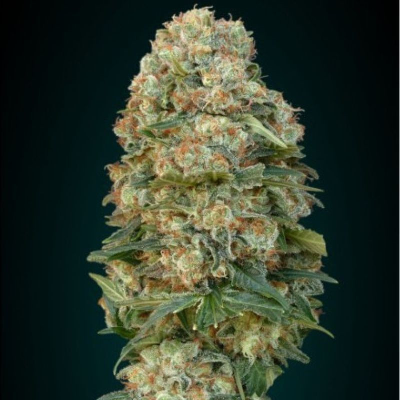 nasiona marihuany Afghan Skunk