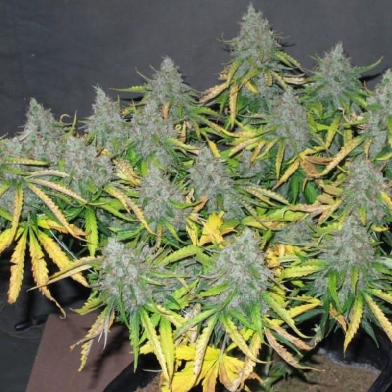 nasiona marihuany Afghan Skunk Auto