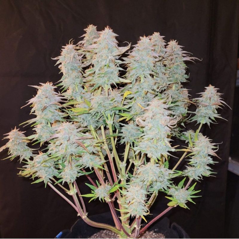 nasiona marihuany Auto Amnesia