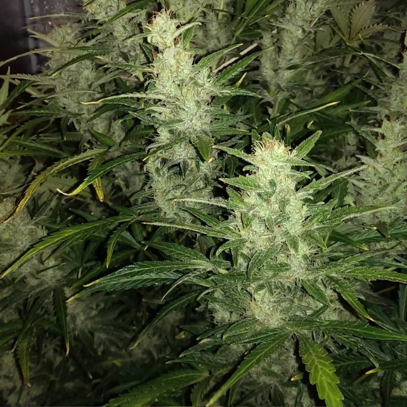 nasiona marihuany Auto Biodiesel Mass