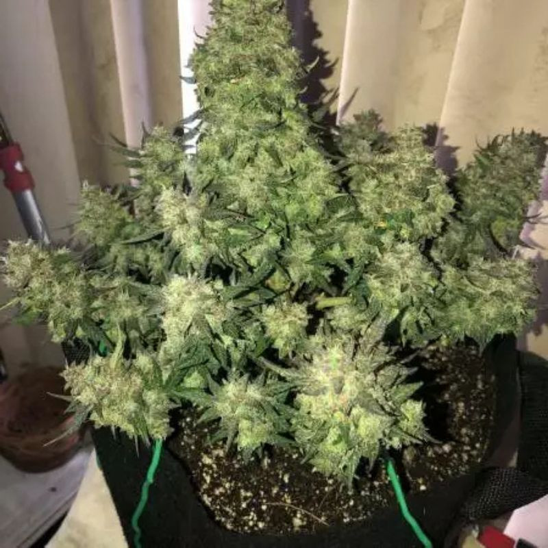 nasiona marihuany Auto Black Diesel