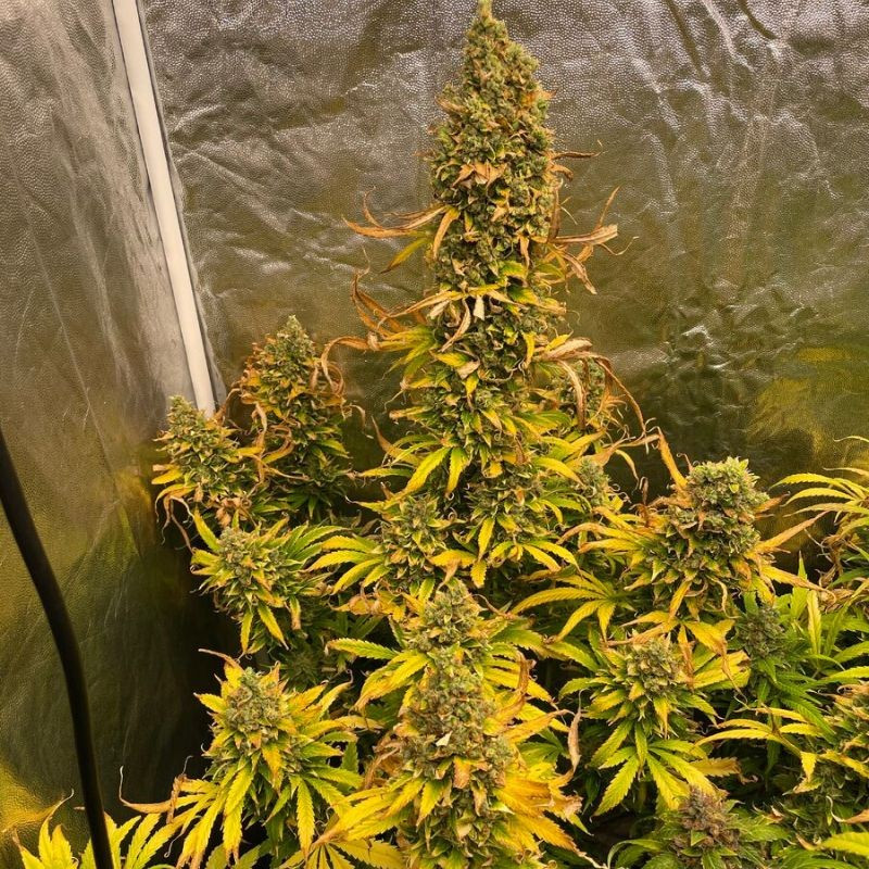 nasiona marihuany Auto Critical Mass