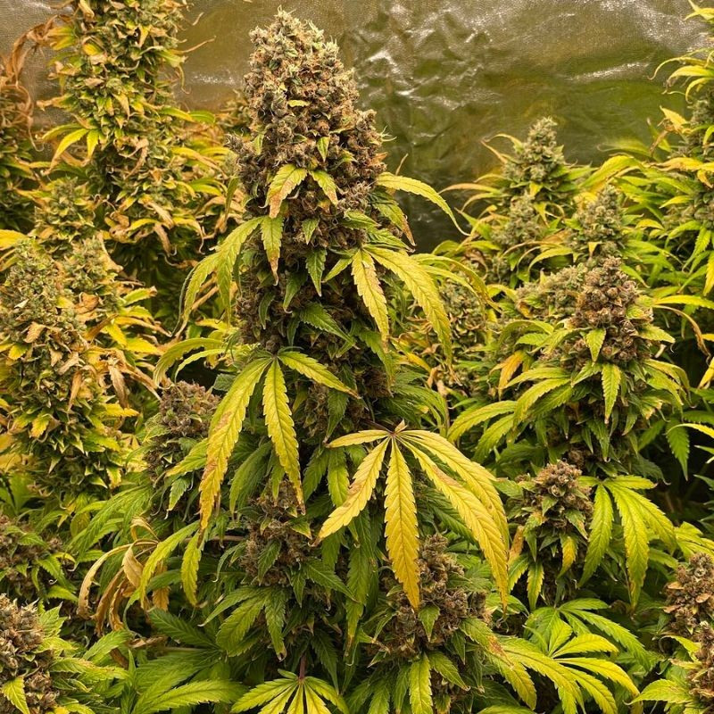 nasiona marihuany Auto Critical Soma