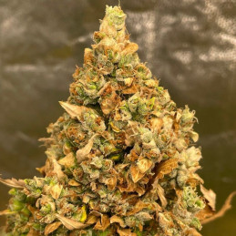 nasiona marihuany Auto Gelato 33