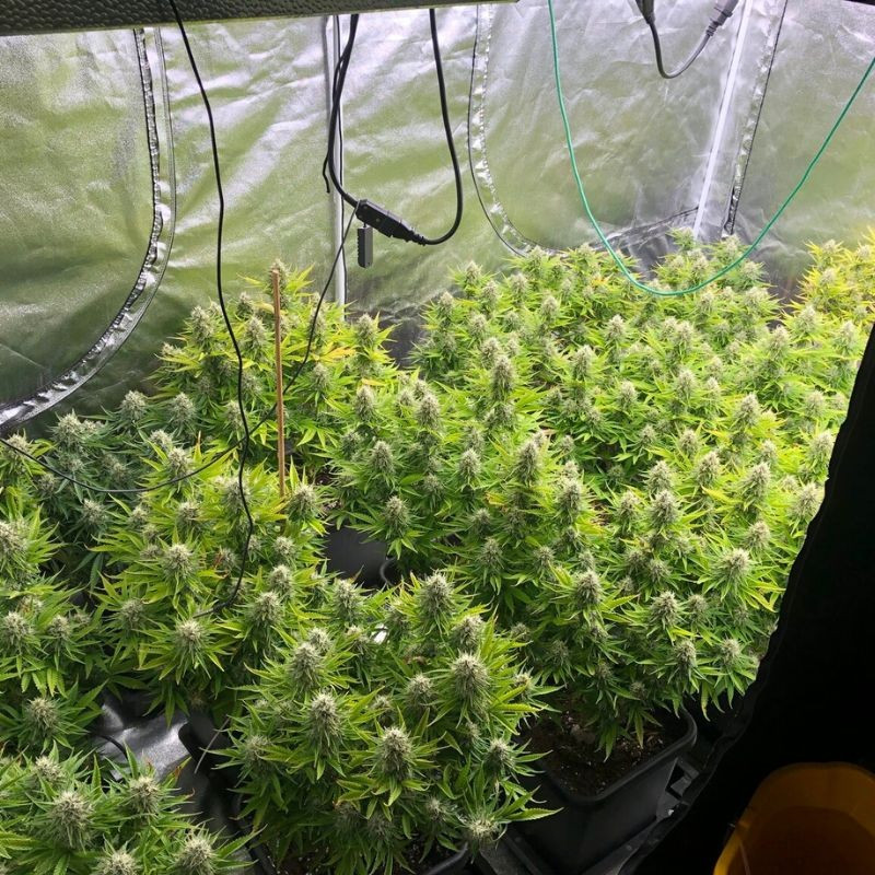 nasiona marihuany Auto Pineapple Glue