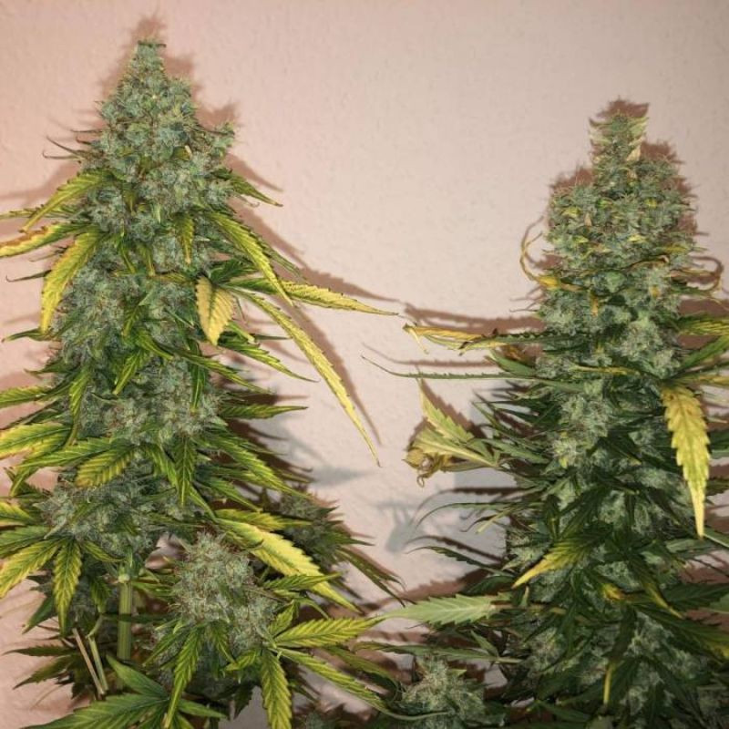 nasiona marihuany Auto Skunk 47