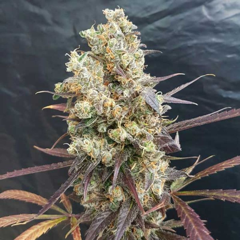 nasiona marihuany Black Diesel