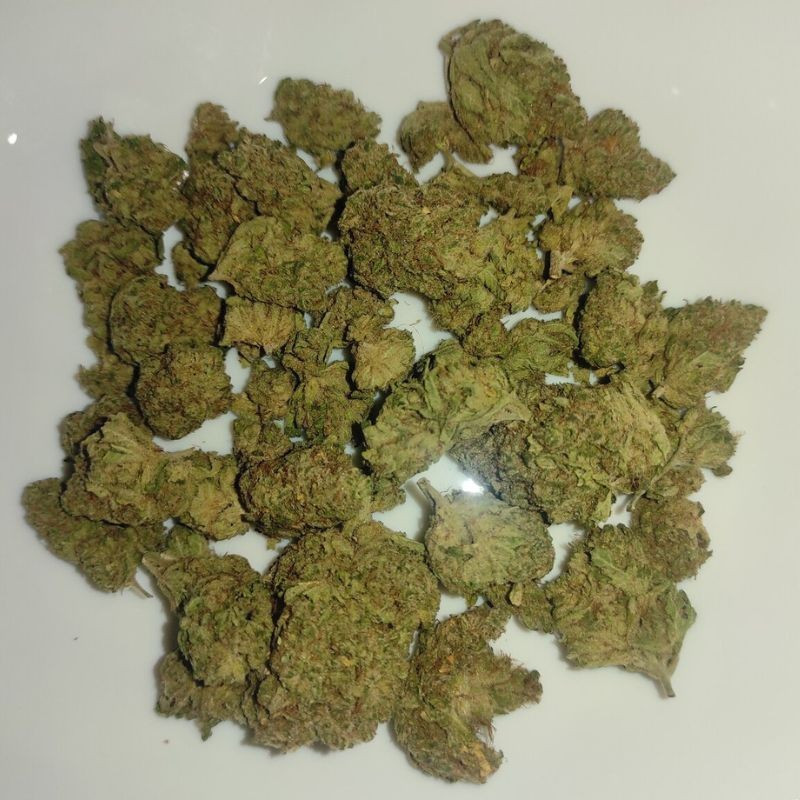 nasiona marihuany Critical Lemon