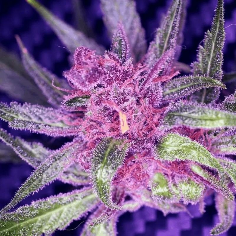 nasiona marihuany Critical Purple Kush