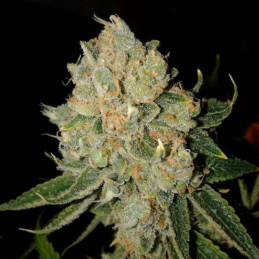 nasiona marihuany Early Widow