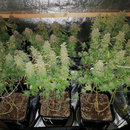 nasiona marihuany Heavy Bud