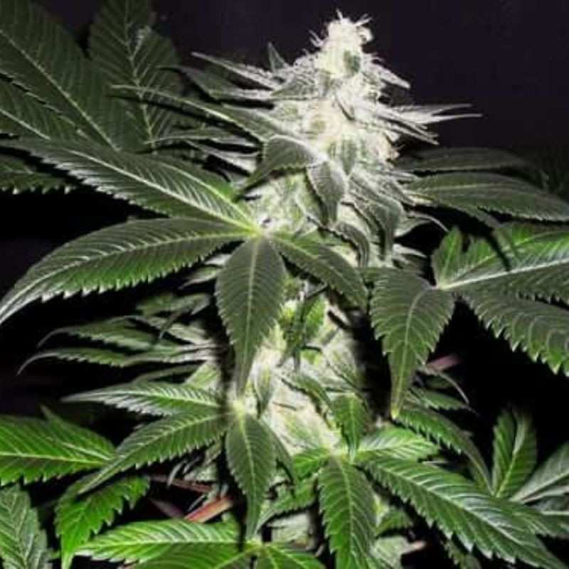 nasiona marihuany Ice Kush