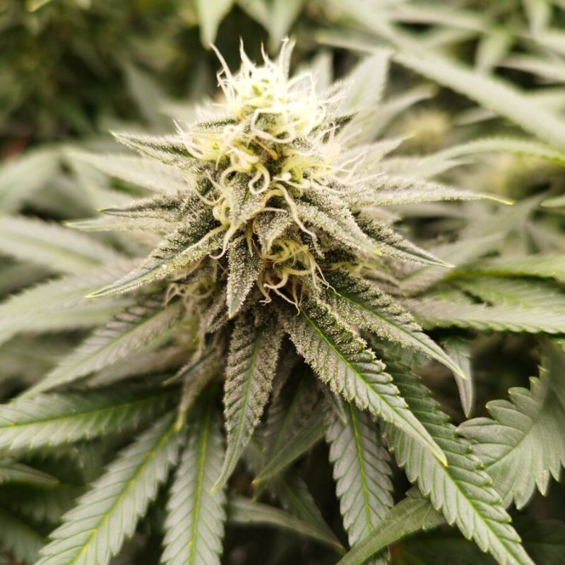 nasiona marihuany Kaya 47