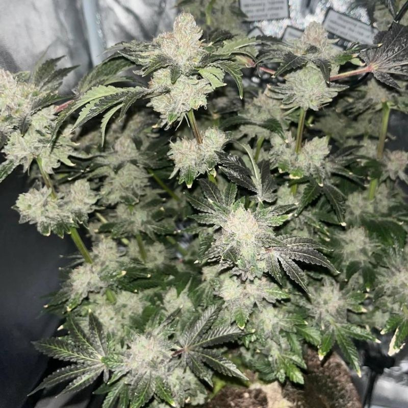 nasiona marihuany Anaconda Auto