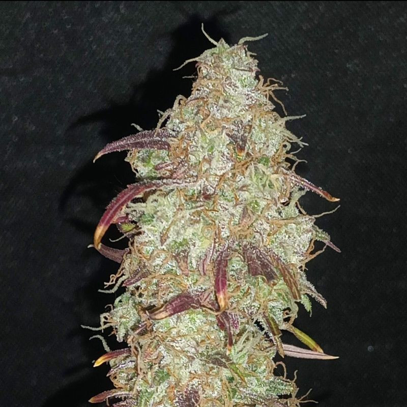 nasiona marihuany Strong Skunk