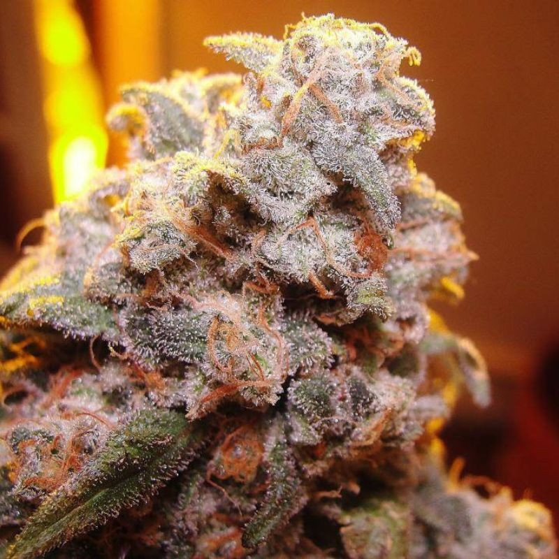 nasiona marihuany A-Train