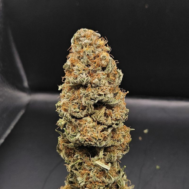 nasiona marihuany Amnesia Flash Auto