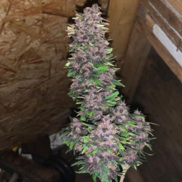 nasiona marihuany Auto Blackberry Moonrocks