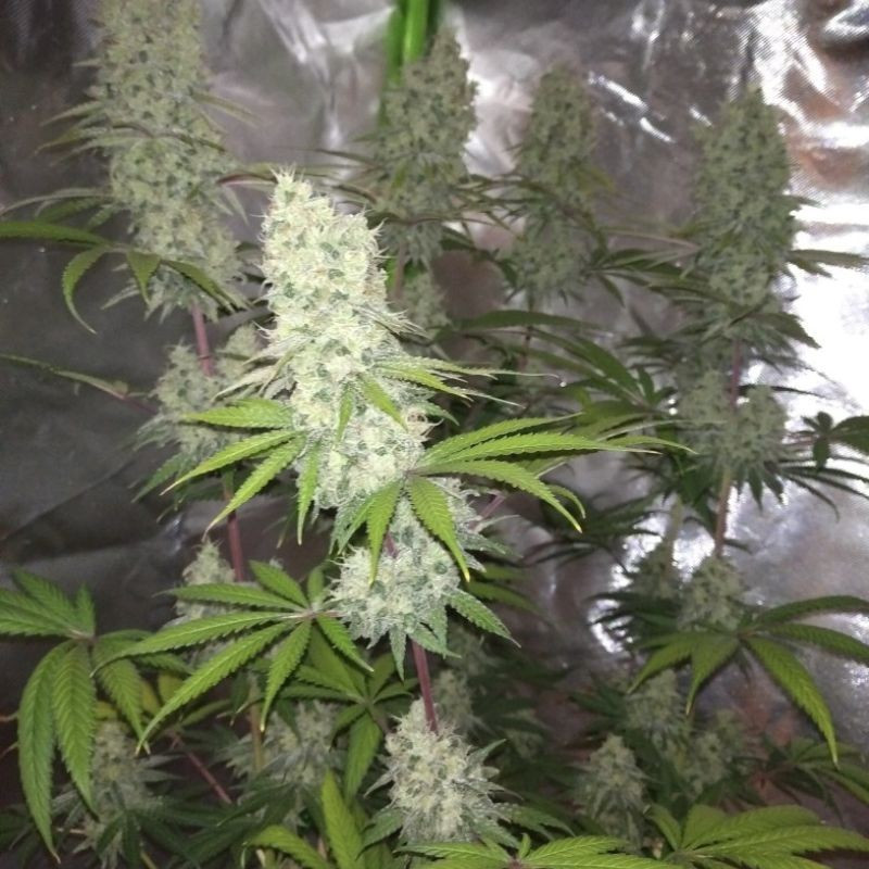 nasiona marihuany Banana Kush