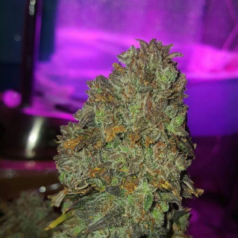 nasiona marihuany Banana Kush Auto