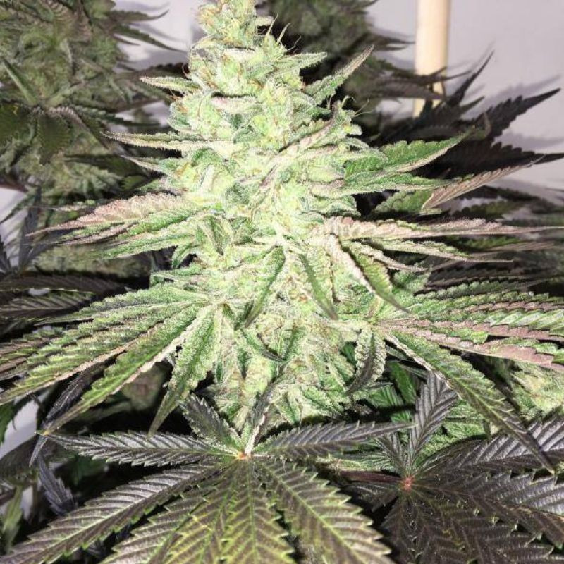 nasiona marihuany Haze Queen