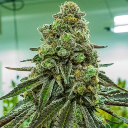 nasiona marihuany Iceberg