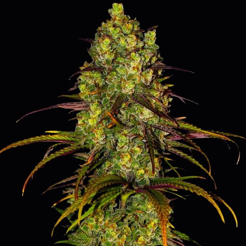 nasiona marihuany Mandarine 47