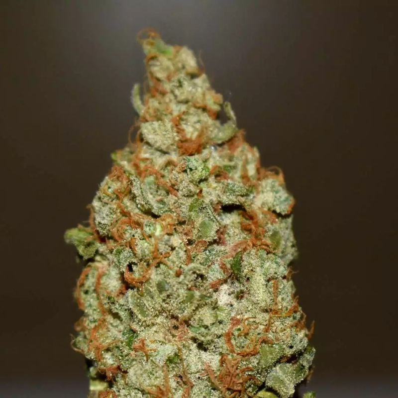 nasiona marihuany Pink Starburst