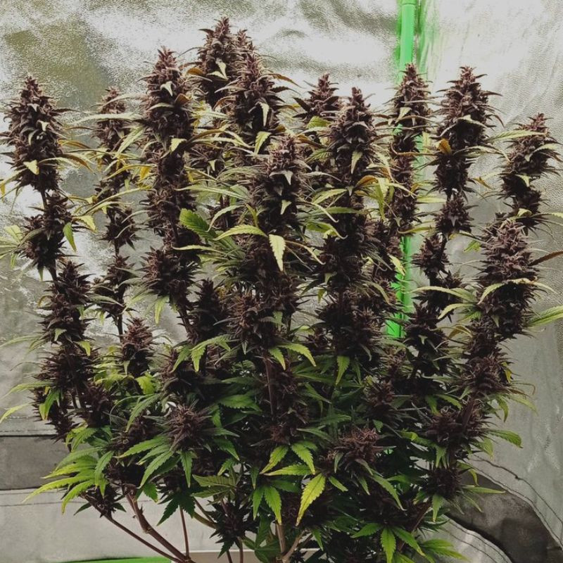 nasiona marihuany Purple Domina