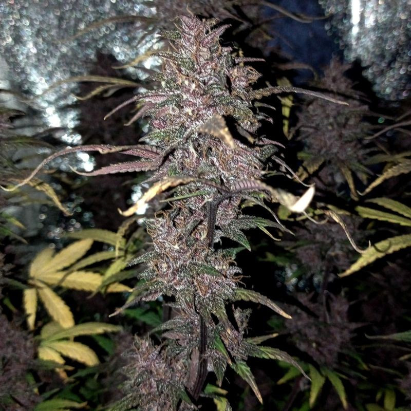 nasiona marihuany Purple Domina Auto