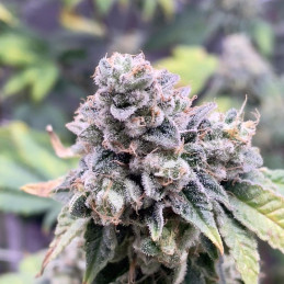 nasiona marihuany Slurricane