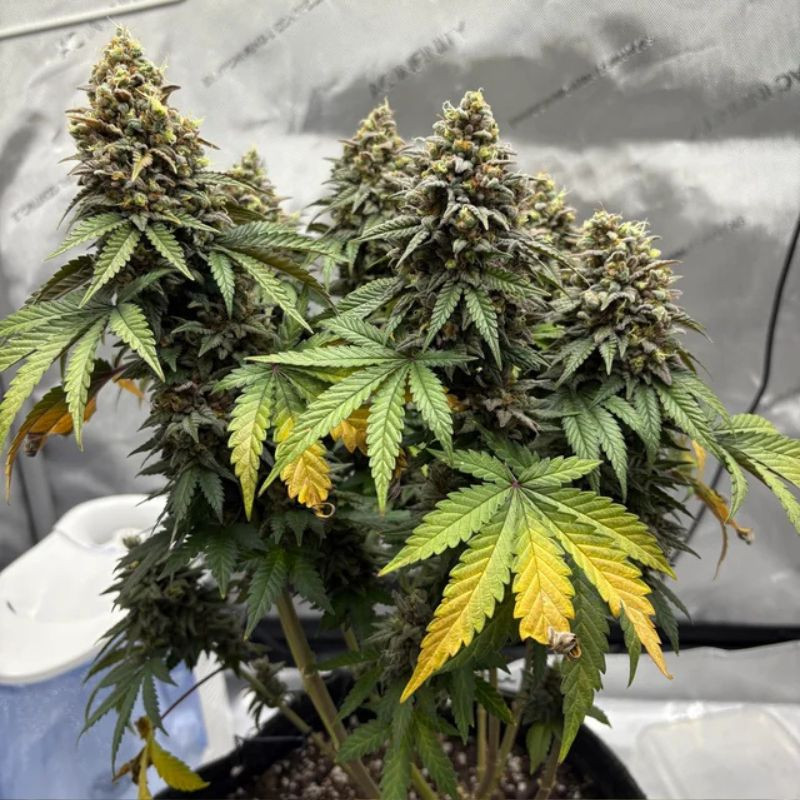nasiona marihuany Triple Cheese Auto