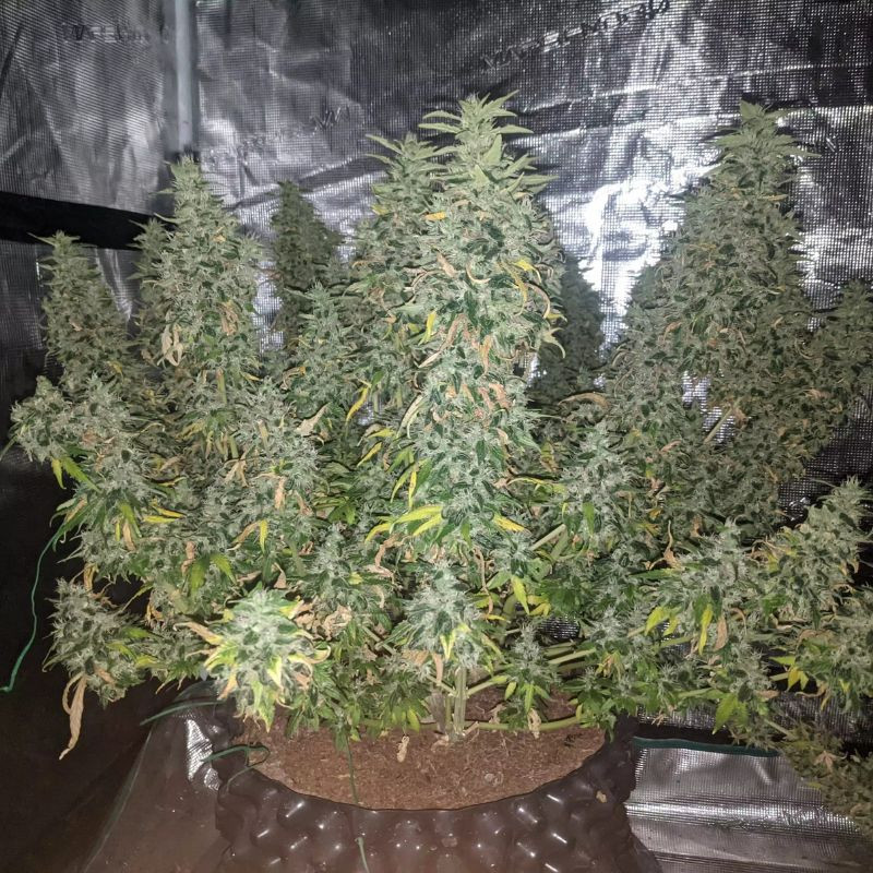 nasiona marihuany True Gold OG