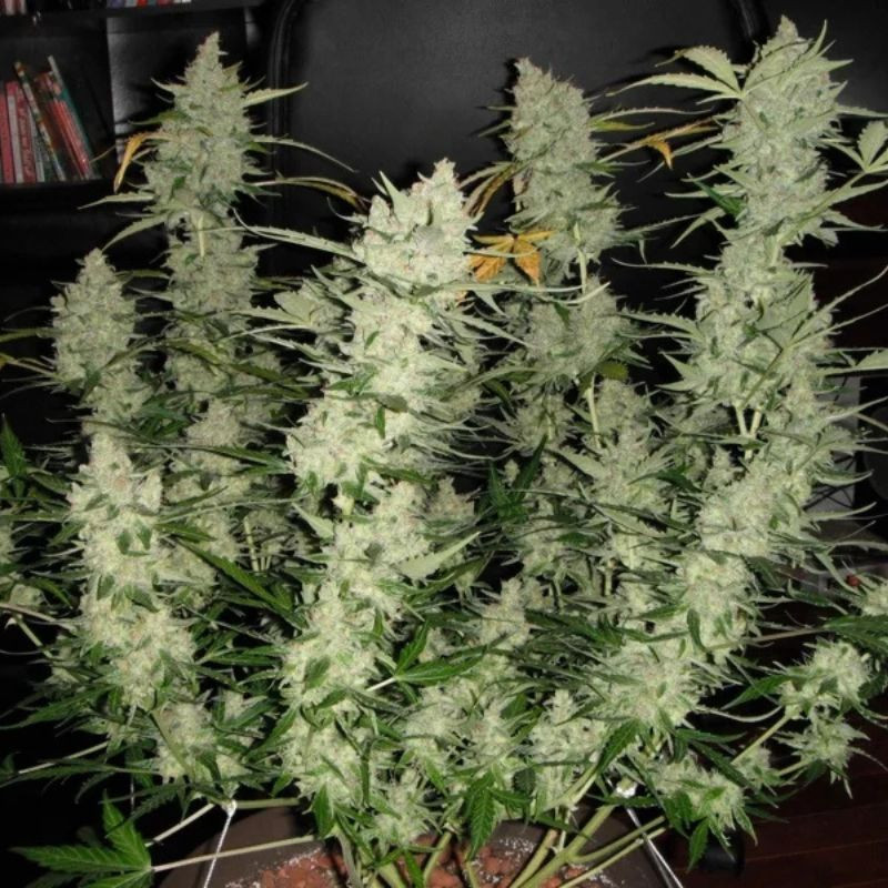 nasiona marihuany White Kush Auto