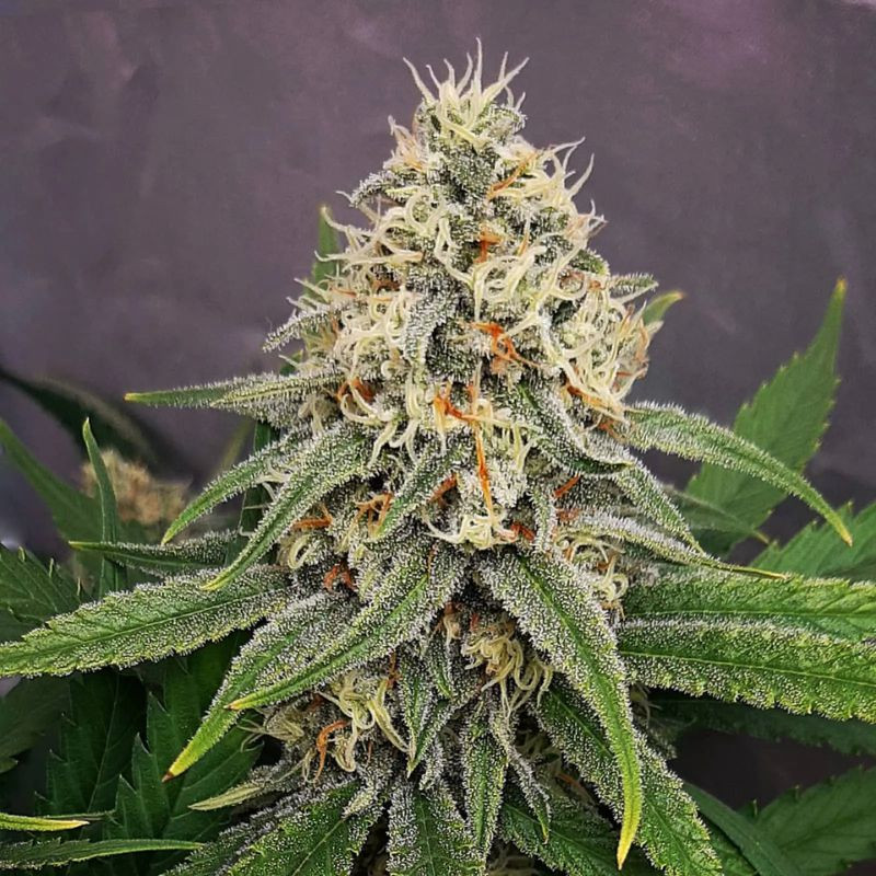 nasiona marihuany White Lemon Skunk