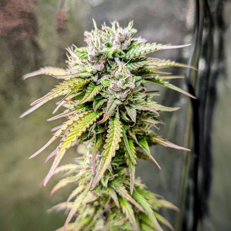 nasiona marihuany Bad Azz Kush