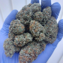 nasiona marihuany Blueberry Cheese