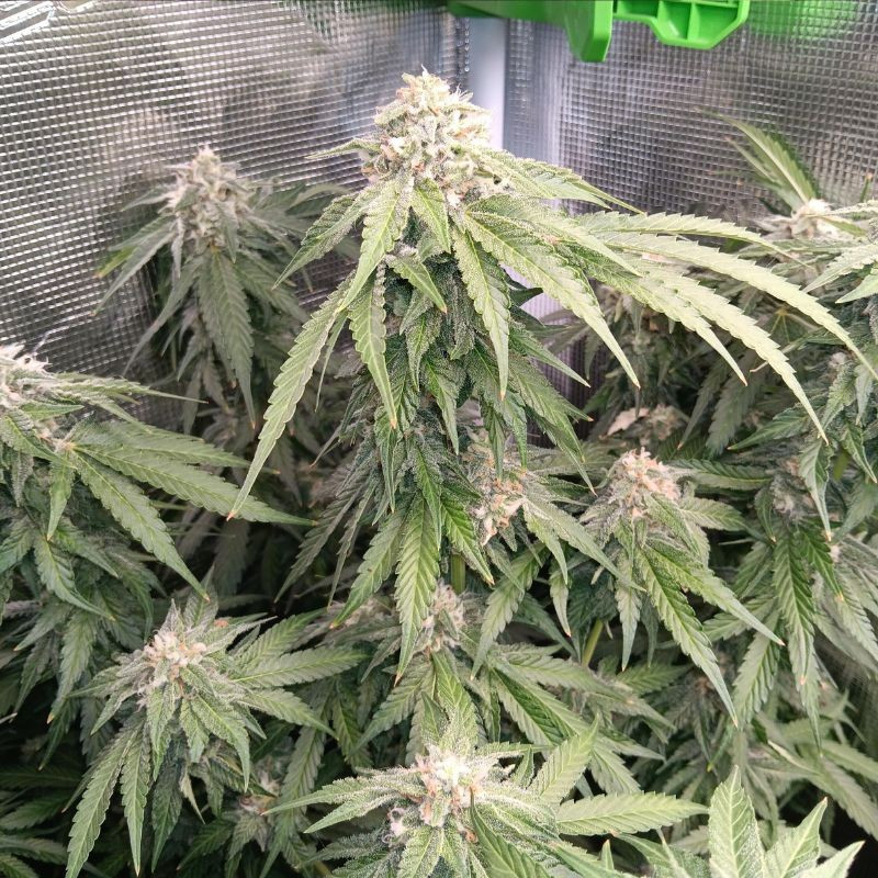 nasiona marihuany CBD Critical Cure