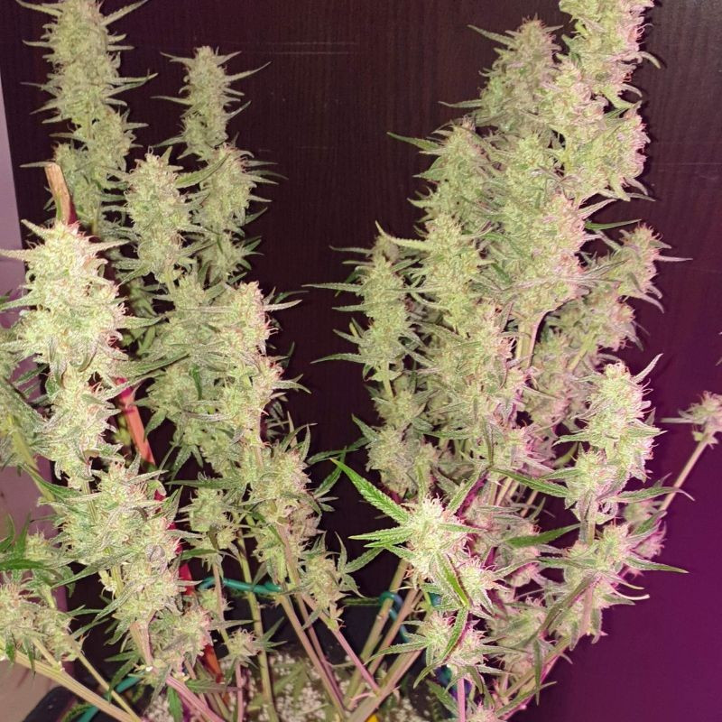 nasiona marihuany CBD Lemon Potion Auto