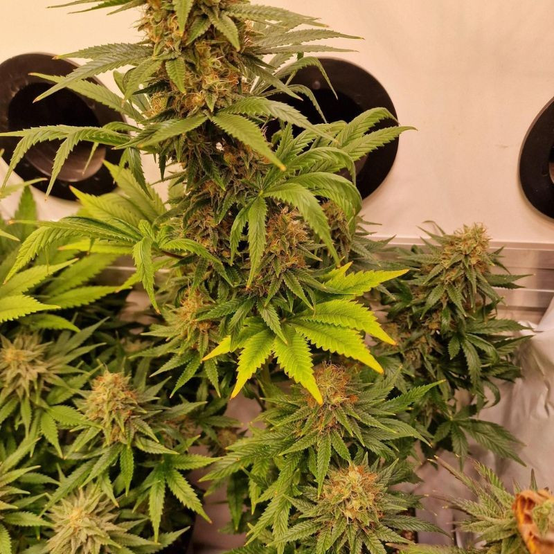 nasiona marihuany Gorilla Zkittlez