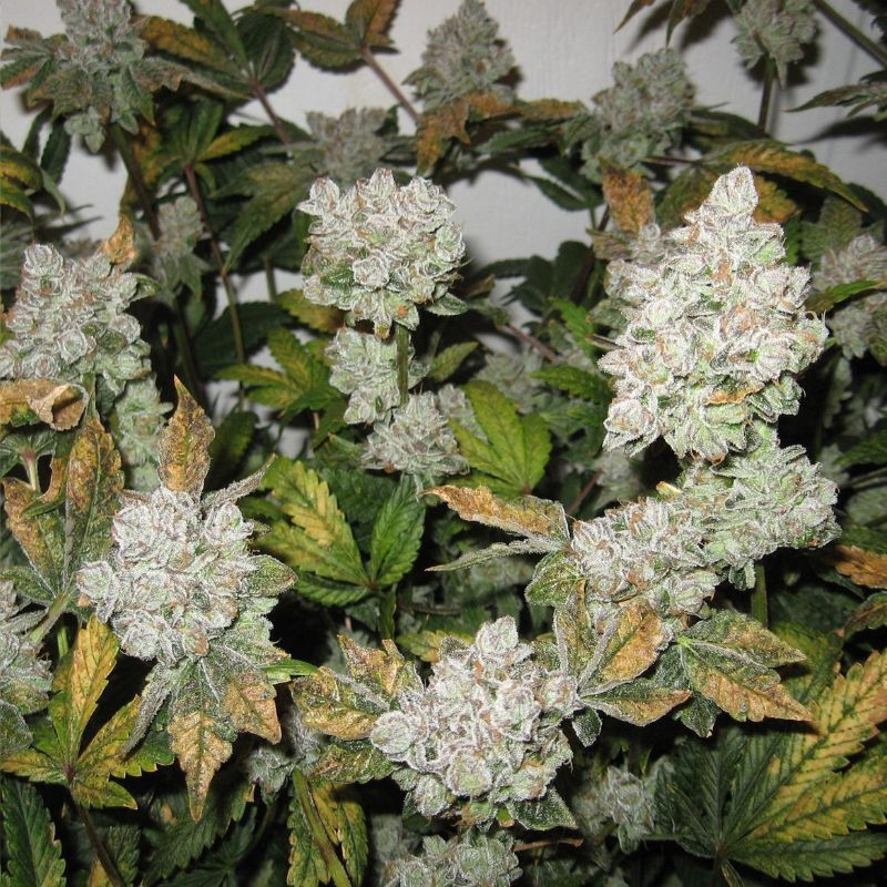 nasiona marihuany Gorilla Zkittlez Auto
