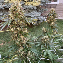 nasiona marihuany Kush Mintz