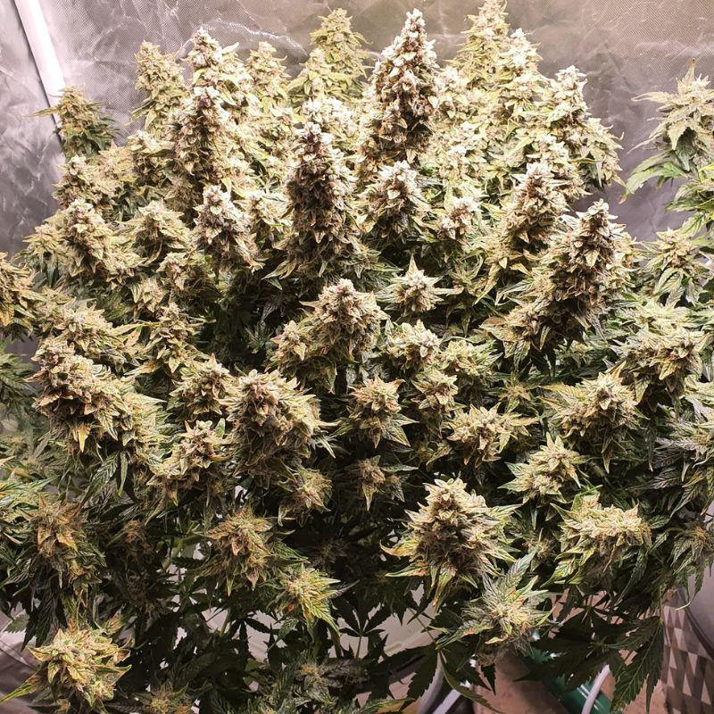 nasiona marihuany Malana Bomb Auto