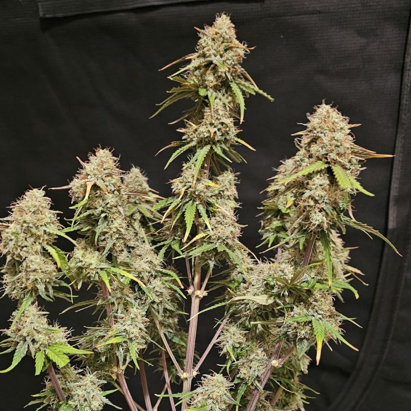 nasiona marihuany Peyote Critical