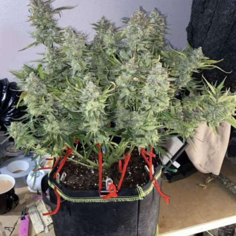 nasiona marihuany Phantom OG