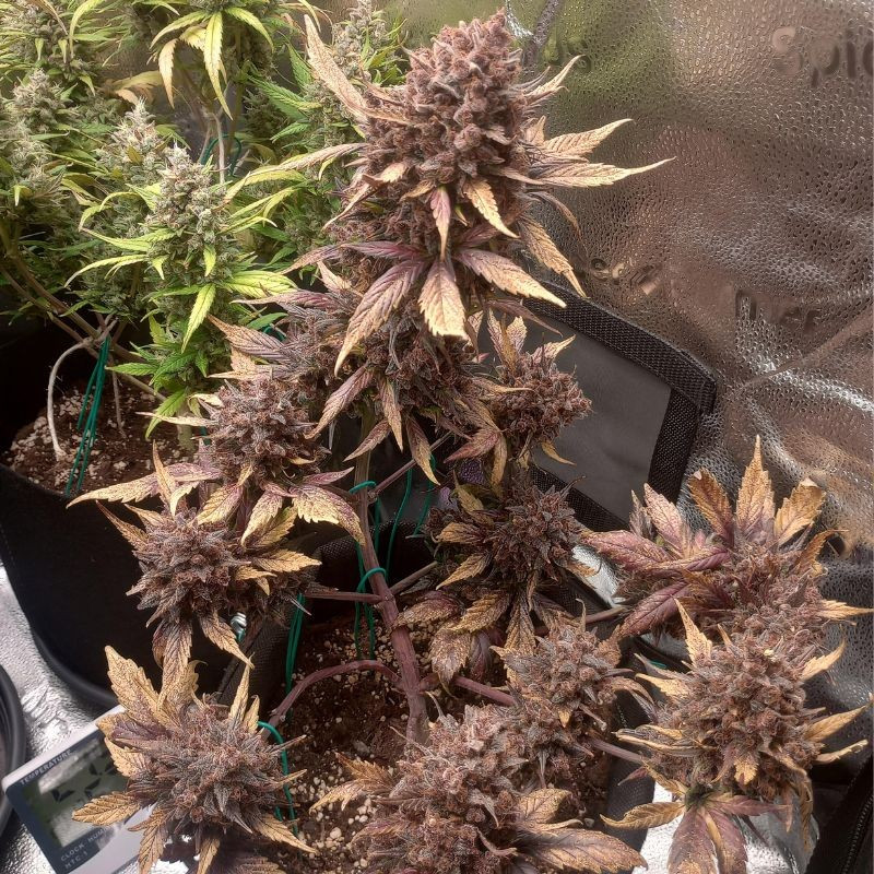 nasiona marihuany Purple Punch