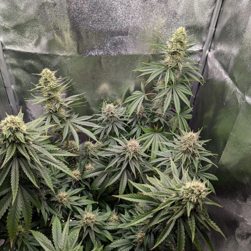 nasiona marihuany Skywalker OG Auto