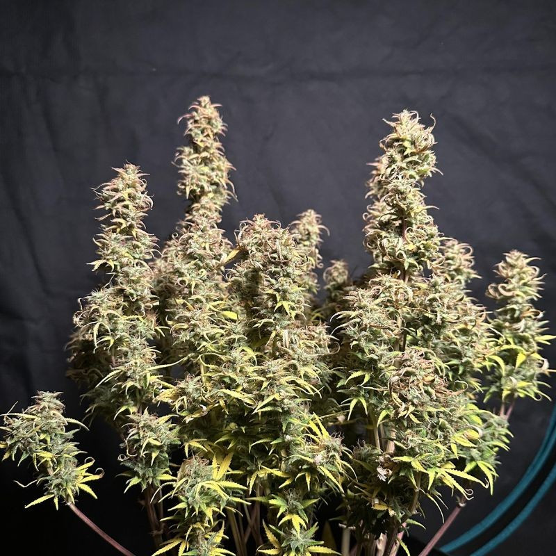 nasiona marihuany Sweet Tooth